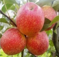 Shireen Apple